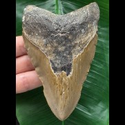 11,6 cm graubrauner Zahn des Megalodon