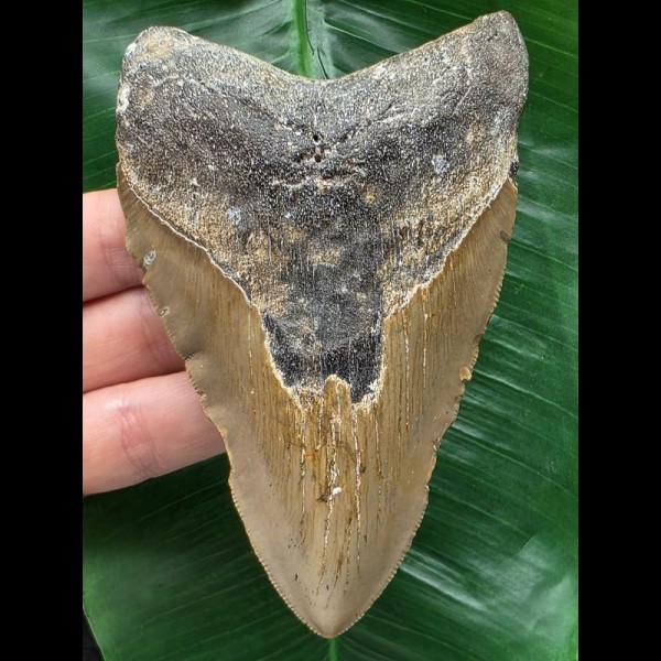 11,6 cm graubrauner Zahn des Megalodon