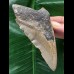 11,6 cm graubrauner Zahn des Megalodon