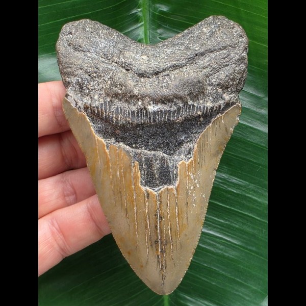 10,8 cm graubrauner Zahn des Megalodon 10,8 cm graubrauner Zahn des Megalodon