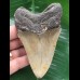 10,8 cm graubrauner Zahn des Megalodon 10,8 cm graubrauner Zahn des Megalodon