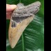 10,8 cm graubrauner Zahn des Megalodon 10,8 cm graubrauner Zahn des Megalodon