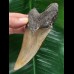 10,8 cm graubrauner Zahn des Megalodon 10,8 cm graubrauner Zahn des Megalodon