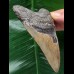 10,8 cm graubrauner Zahn des Megalodon 10,8 cm graubrauner Zahn des Megalodon