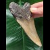 10,8 cm graubrauner Zahn des Megalodon 10,8 cm graubrauner Zahn des Megalodon