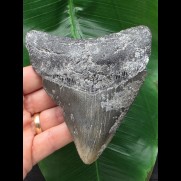 11,9 cm grauer und breiter Zahn des Megalodon