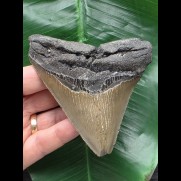 10,8 cm sehr scharfer Zahn des Megalodon