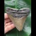 10,8 cm sehr scharfer Zahn des Megalodon 10,8 cm sehr scharfer Zahn des Megalodon