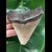 10,8 cm sehr scharfer Zahn des Megalodon 10,8 cm sehr scharfer Zahn des Megalodon