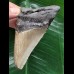 10,8 cm sehr scharfer Zahn des Megalodon 10,8 cm sehr scharfer Zahn des Megalodon
