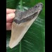 10,8 cm sehr scharfer Zahn des Megalodon 10,8 cm sehr scharfer Zahn des Megalodon