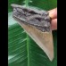 10,8 cm sehr scharfer Zahn des Megalodon 10,8 cm sehr scharfer Zahn des Megalodon