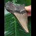 10,8 cm sehr scharfer Zahn des Megalodon 10,8 cm sehr scharfer Zahn des Megalodon