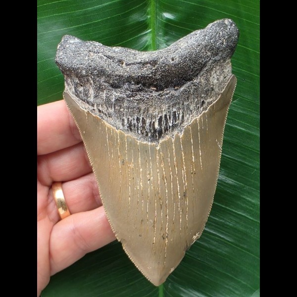 11,6 cm grauer und scharfer Zahn des Megalodon 11,6 cm grauer und scharfer Zahn des Megalodon