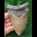 11,6 cm grauer und scharfer Zahn des Megalodon 11,6 cm grauer und scharfer Zahn des Megalodon