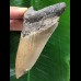 11,6 cm grauer und scharfer Zahn des Megalodon 11,6 cm grauer und scharfer Zahn des Megalodon