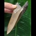 11,6 cm grauer und scharfer Zahn des Megalodon 11,6 cm grauer und scharfer Zahn des Megalodon