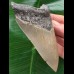 11,6 cm grauer und scharfer Zahn des Megalodon 11,6 cm grauer und scharfer Zahn des Megalodon