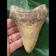 11,8 cm brauner, dolchförmiger Zahn des Megalodon