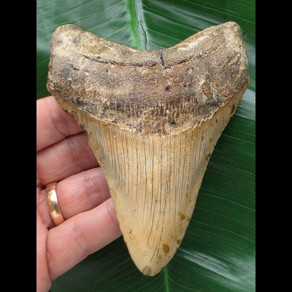 11,8 cm brauner, dolchförmiger Zahn des Megalodon 11,8 cm brauner, dolchförmiger Zahn des Megalodon