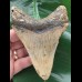 11,8 cm brauner, dolchförmiger Zahn des Megalodon 11,8 cm brauner, dolchförmiger Zahn des Megalodon