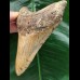 11,8 cm brauner, dolchförmiger Zahn des Megalodon 11,8 cm brauner, dolchförmiger Zahn des Megalodon