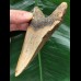 11,8 cm brauner, dolchförmiger Zahn des Megalodon 11,8 cm brauner, dolchförmiger Zahn des Megalodon