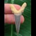 4,3 cm Zahn des Araloselachus cuspidatus 4,3 cm Zahn des Araloselachus cuspidatus
