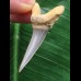 4,3 cm Zahn des Araloselachus cuspidatus 4,3 cm Zahn des Araloselachus cuspidatus