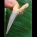 4,3 cm Zahn des Araloselachus cuspidatus 4,3 cm Zahn des Araloselachus cuspidatus