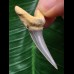 4,3 cm Zahn des Araloselachus cuspidatus 4,3 cm Zahn des Araloselachus cuspidatus