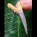 4,3 cm Zahn des Araloselachus cuspidatus 4,3 cm Zahn des Araloselachus cuspidatus