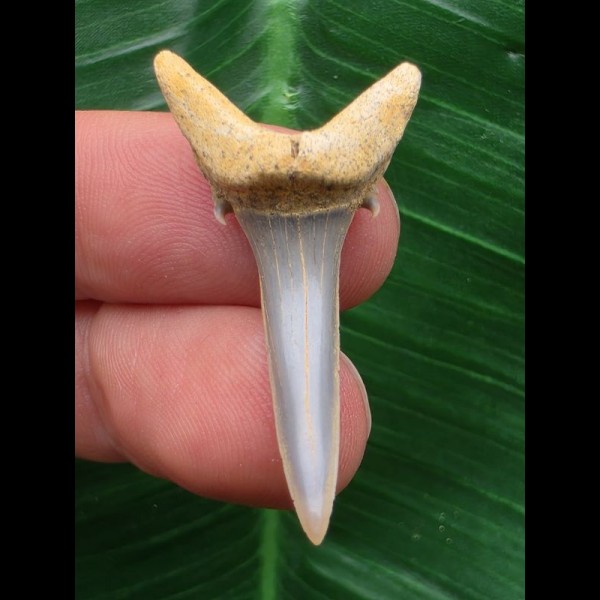 3,8 cm Zahn des Araloselachus cuspidatus #1