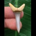 3,8 cm Zahn des Araloselachus cuspidatus #1