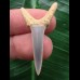 3,8 cm Zahn des Araloselachus cuspidatus #1