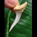 3,8 cm Zahn des Araloselachus cuspidatus #1
