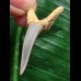 3,8 cm Zahn des Araloselachus cuspidatus #1