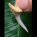 3,8 cm Zahn des Araloselachus cuspidatus #1