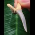3,8 cm Zahn des Araloselachus cuspidatus #1