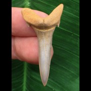 4,0 cm Zahn des Araloselachus cuspidatus