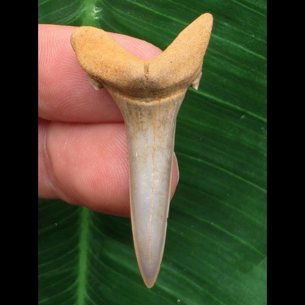 4,0 cm Zahn des Araloselachus cuspidatus 4,0 cm Zahn des Araloselachus cuspidatus