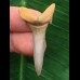 4,0 cm Zahn des Araloselachus cuspidatus 4,0 cm Zahn des Araloselachus cuspidatus