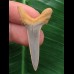 4,0 cm Zahn des Araloselachus cuspidatus 4,0 cm Zahn des Araloselachus cuspidatus