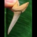 4,0 cm Zahn des Araloselachus cuspidatus 4,0 cm Zahn des Araloselachus cuspidatus