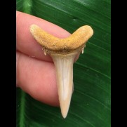 3,3 cm Zahn des Araloselachus cuspidatus