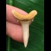 3,3 cm Zahn des Araloselachus cuspidatus