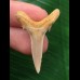 3,3 cm Zahn des Araloselachus cuspidatus