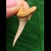 3,3 cm Zahn des Araloselachus cuspidatus