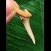 3,3 cm Zahn des Araloselachus cuspidatus