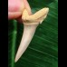 3,8 cm Zahn des Araloselachus cuspidatus # 2 3,8 cm Zahn des Araloselachus cuspidatus # 2